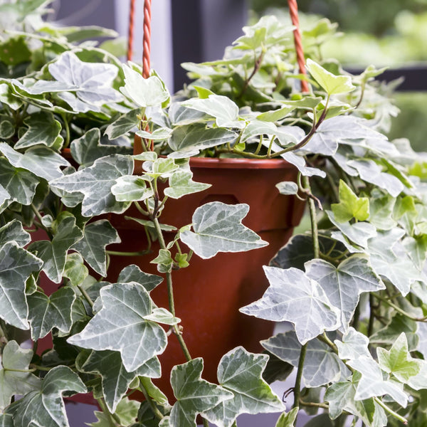 Variegated English Ivy | PlantingTree.com - PlantingTree