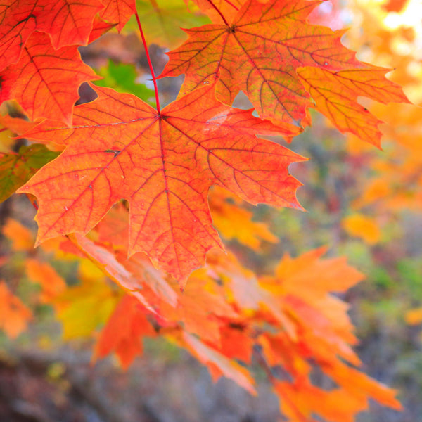 Autumn Maple Leaves White Transparent, Autumn And Winter Maple