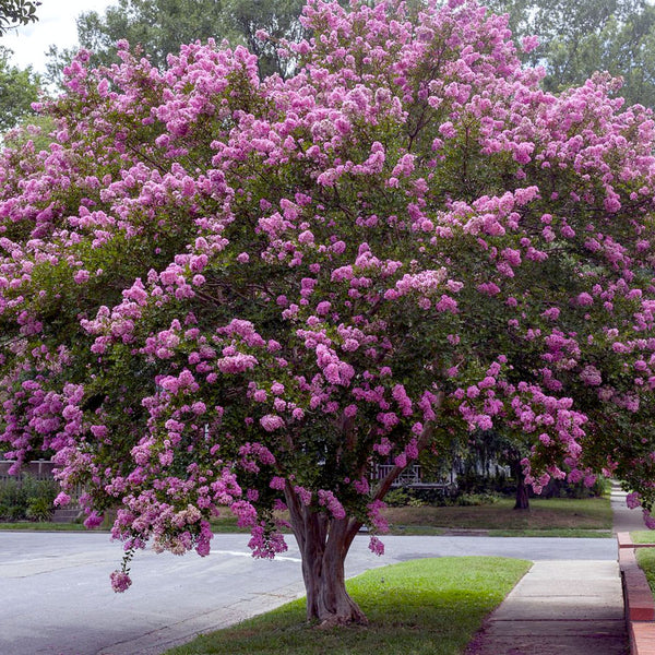 Twilight Crepe Myrtle | Huge Purple Blooms | PlantingTree.com ...