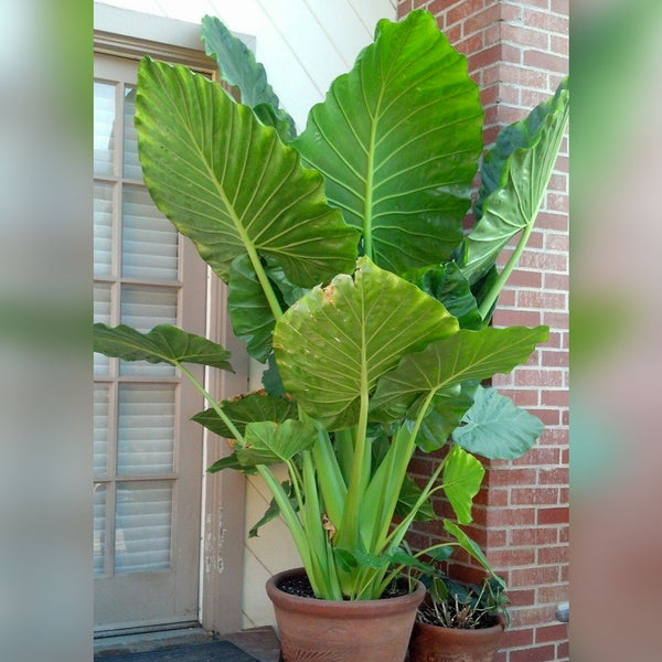 Planting Elephant Ears in Pots and Containers